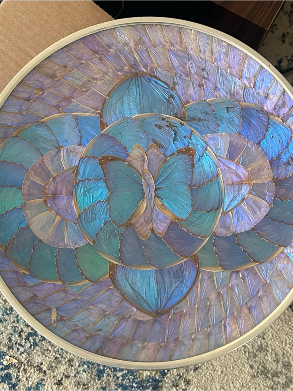 Vintage Real Blue Morpho Butterfly Wing Art Framed Taxidermy Plate 14.5 Inches